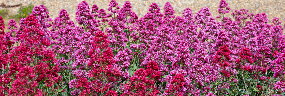 Wild flowering Valarian at the Suffolk Coast Wild flowering Valarian at the Suffolk Coast