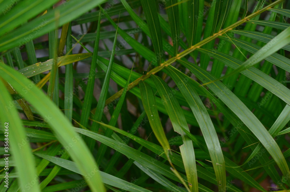 Tropical green leaves texture. Foliage background. Tropical green leaves texture. Foliage background.