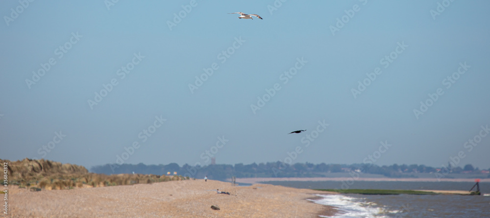 Gulls in a blue sky at the coast