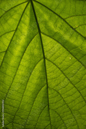 a close up with the texture of a green leaf