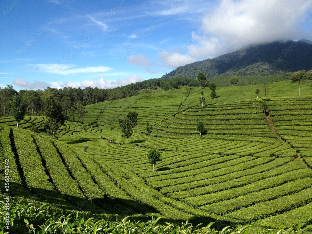 Tea plantation taken in Bandung, West Java, Indonesia.