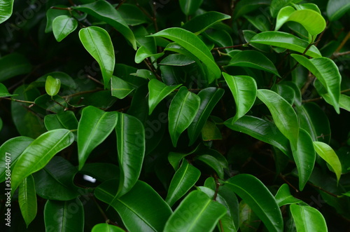 Tropical green leaves texture. Foliage background.