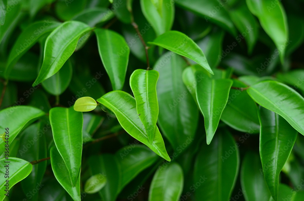 Tropical green leaves texture. Foliage background.