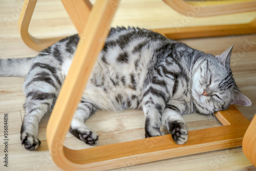 椅子の足を枕にしてくつろぐ猫