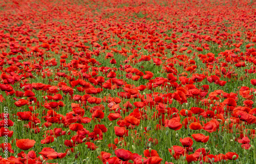 field with red poppy flowers in selective focus