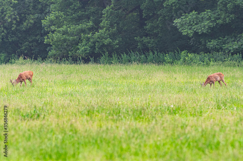 Fototapeta Naklejka Na Ścianę i Meble -  dzikie sarny w Parku miejskim na Wyspie Bolko w Opolu 