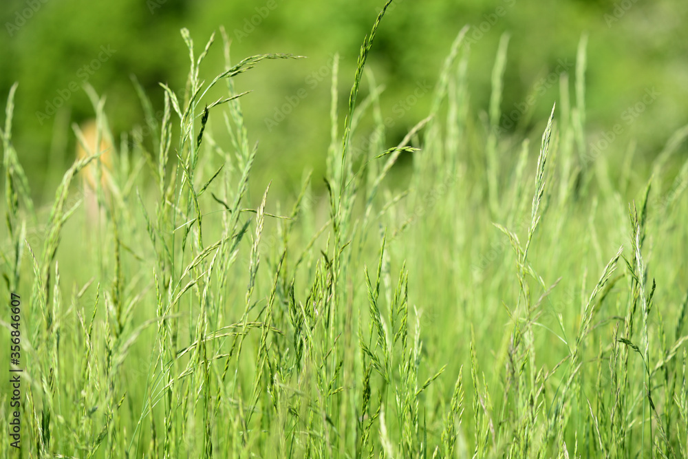 Dense green grass in the meadow on a sunny day. Natural summer background