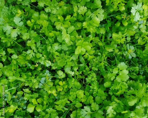 Green leaf lovers colections leaf plants naural harbals health medecine full freams backgraunds 