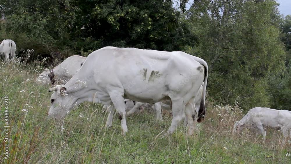 Grazing cows eating the grass. Herd of cows farming in the ranch. Breeding animals. Farm in the rural meadow field, agriculture. Grazing cows eating the grass. Herd of cows farming in the ranch. Breeding animals. Farm in the rural meadow field, agriculture.