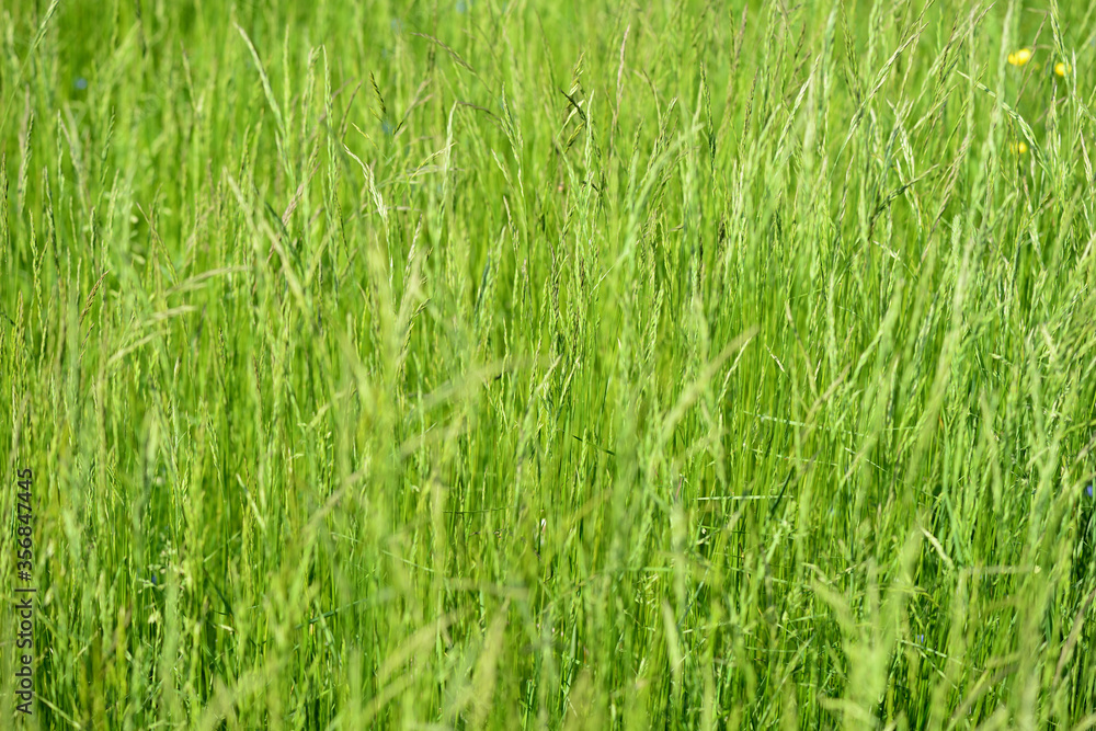 Obraz premium Dense green grass in the meadow on a sunny day. Natural summer background