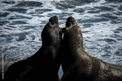 Elephant Seals