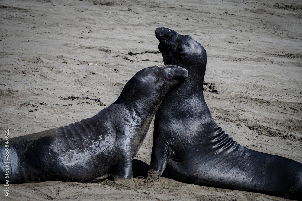 Naklejka premium Elephant Seals