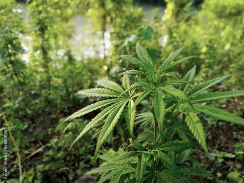 Close up of Marijuana plant growing in woods.