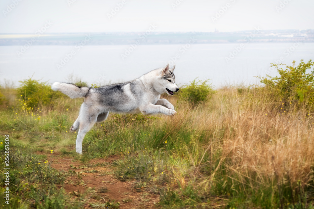 A Siberian Husky is running and jumping at a coastline.  The dog has grey and white fur; his eyes are brown. There is a lot of grass, green plants, and yellow flowers around him; the sky is grey.