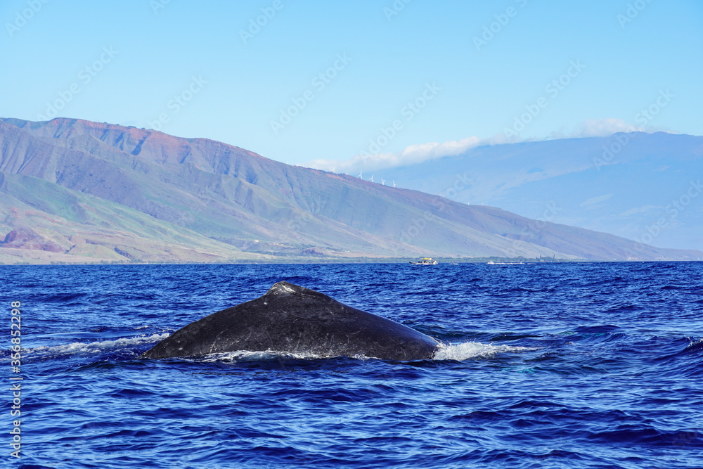 Fototapeta premium Buckelwale vor Maui (Hawaii)