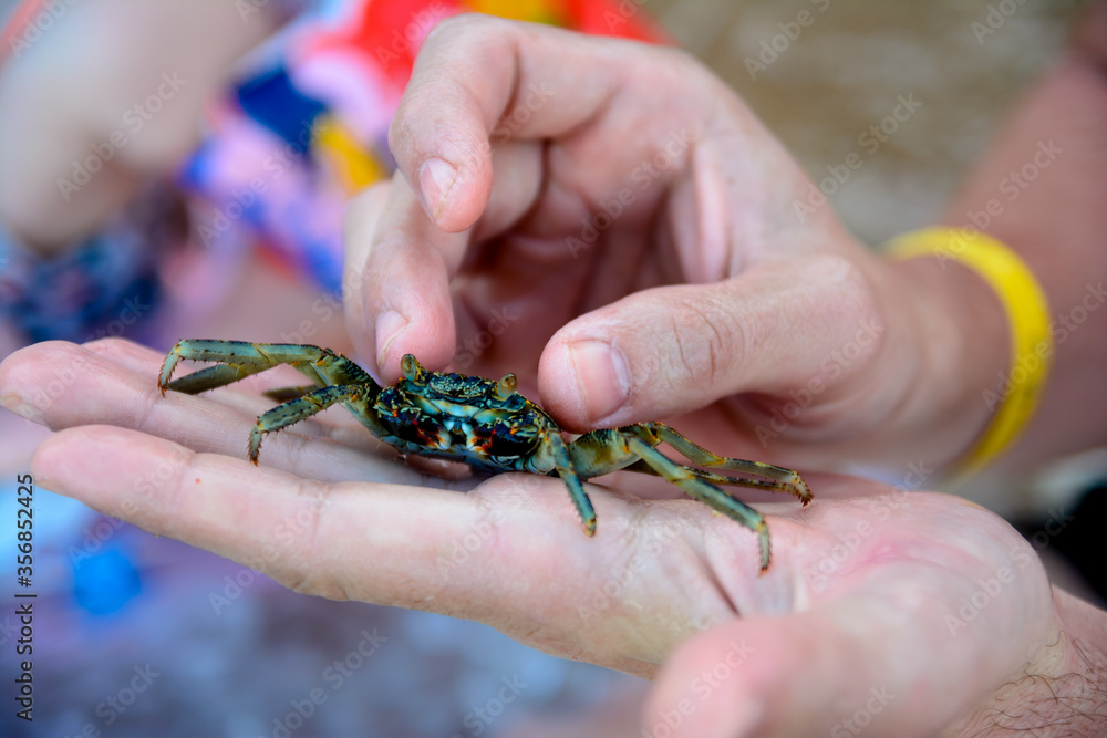 Obraz premium Crab sit on hand, blurred background