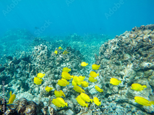 Gelbe Segelflossendoktor Fische auf Big Island