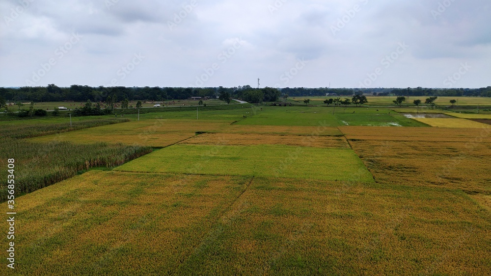 rural landscape with a field of grass