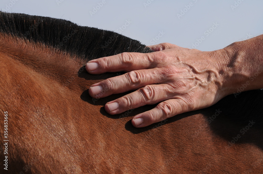 Fototapeta premium Pferd loben