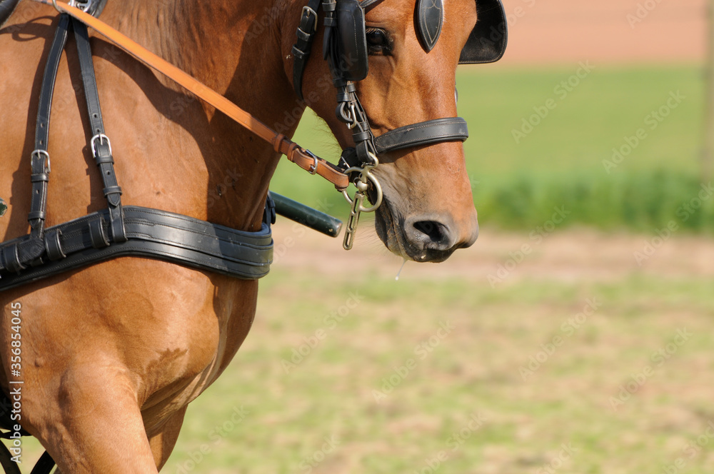 Fototapeta premium Fahrsport