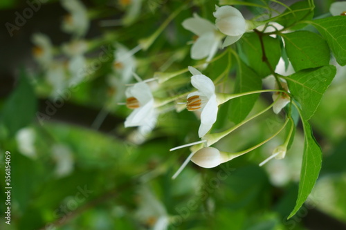 Wallpaper Mural 日本の初夏に白い花を咲かせるエゴノキ Torontodigital.ca