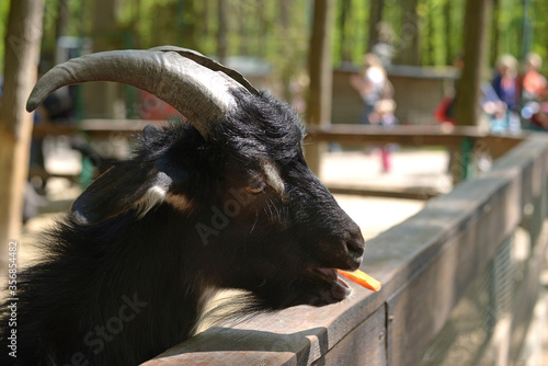 close up of a black goat, portrait.