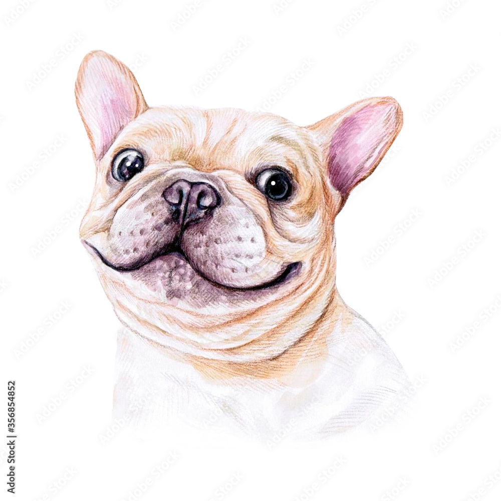Fototapeta premium Watercolor illustration of a funny dog. Hand made character. Portrait cute dog isolated on white background. Watercolor hand-drawn illustration. Popular breed dog. French Bulldog