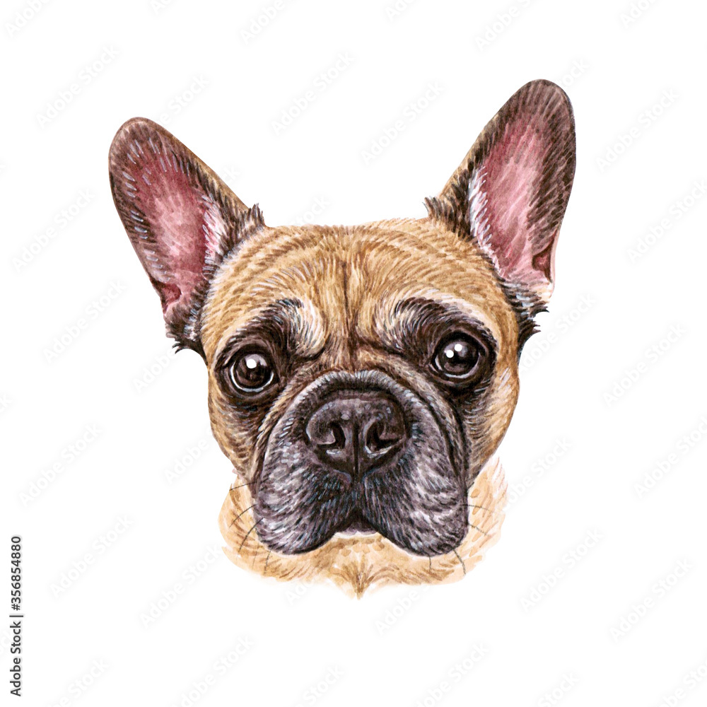 Watercolor illustration of a funny dog. Hand made character. Portrait cute dog isolated on white background. Watercolor hand-drawn illustration. Popular breed dog. French Bulldog Watercolor illustration of a funny dog. Hand made character. Portrait cute dog isolated on white background. Watercolor hand-drawn illustration. Popular breed dog. French Bulldog