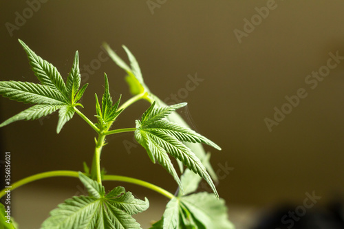 фотографія Medicinal cannabis with extract CBD oil.