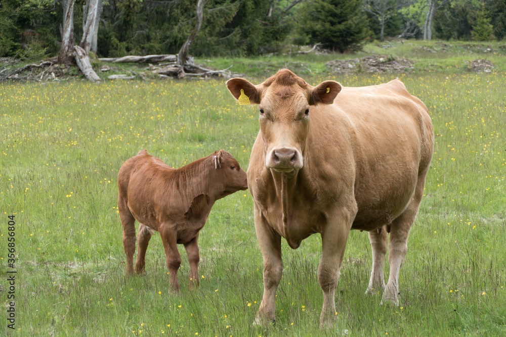 cow on a spring meadow