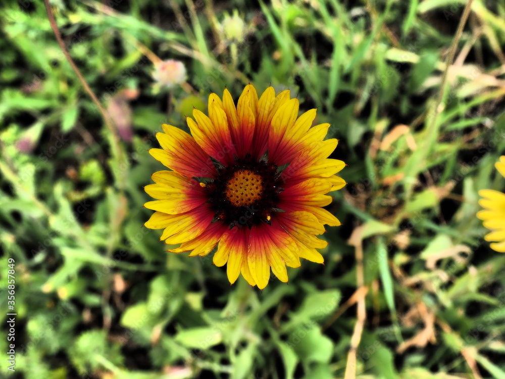 Gaillardia aristata red yellow flower in a Hungarian garden in dramatic tone Gaillardia aristata red yellow flower in a Hungarian garden in dramatic tone
