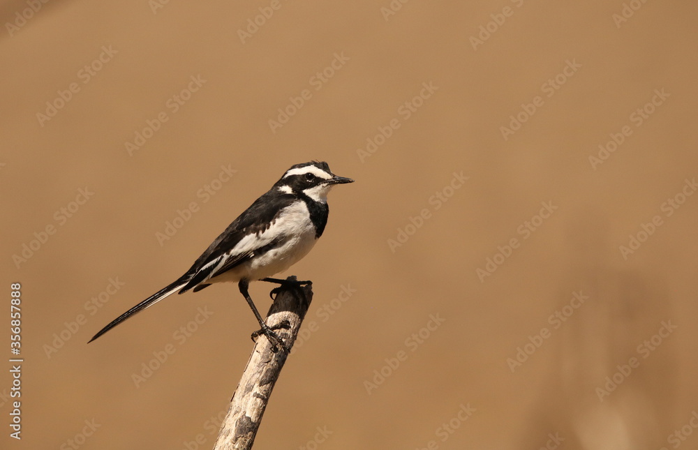 Obraz premium African Pied Wagtail, Motacilla aguimp, perched on a branch against a clear blurred background.