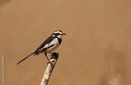 African Pied Wagtail, Motacilla aguimp, perched on a branch against a clear blurred background.