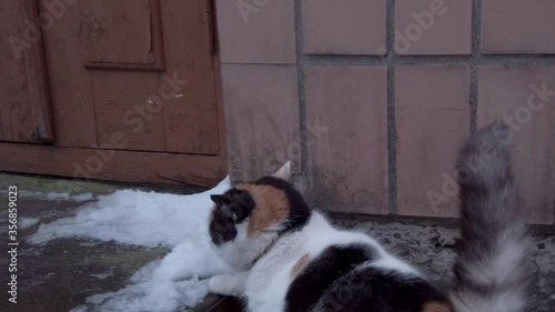 Fatty calico cat wants to get into house at evening. Kitty in front of closed door