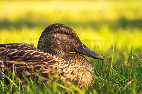 female mallard duck. wild duck closeup.