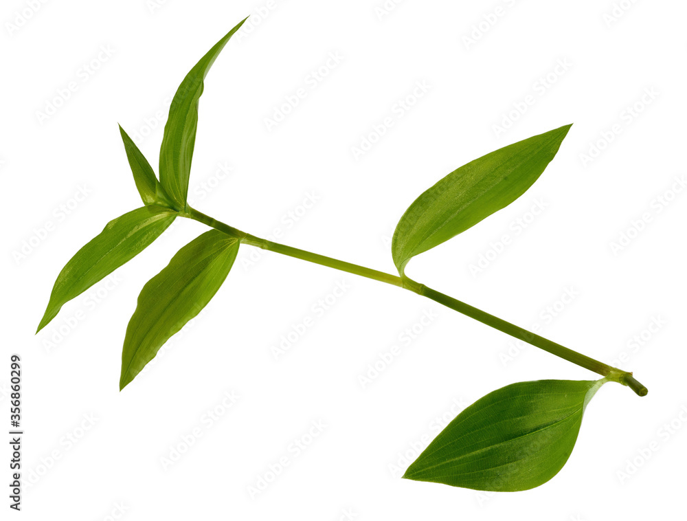 tradescantia isolated on a white background. tradescantia isolated on a white background.