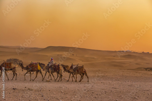 Bedouins on camels in front of the famous Giza Pyramids in Egypt
