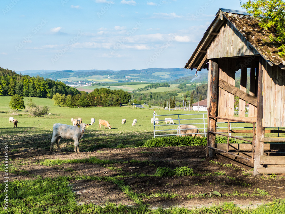 Obraz premium cow on a spring meadow