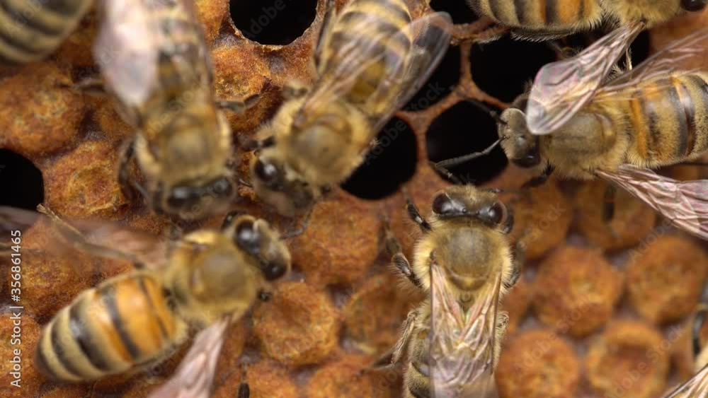 Honey bee workers keep the hive temperature uniform in the critical brood area (where new bees are raised) Honey bee workers keep the hive temperature uniform in the critical brood area (where new bees are raised)