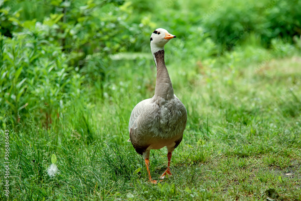 Obraz premium goose in the wild