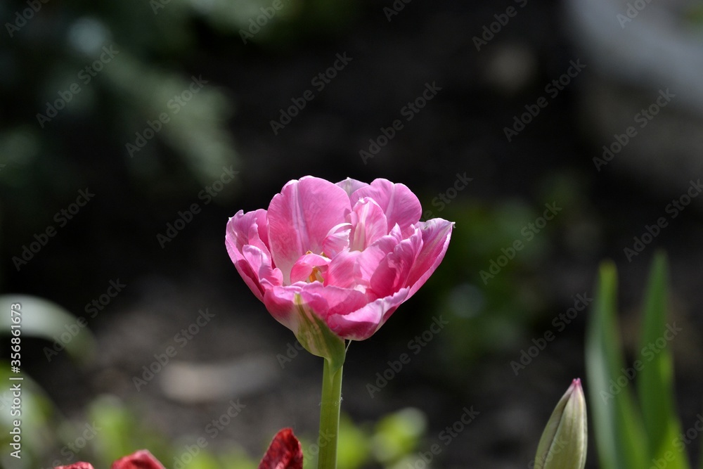 a pink Tulip bloomed in the garden