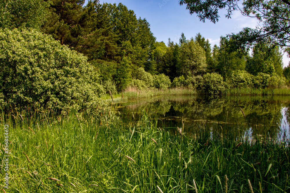 Forest lake shore landscape in sunny day. Summer forest lake shore panorama. Forest lake shore view. Forest lake shore landscape in sunny day. Summer forest lake shore panorama. Forest lake shore view.