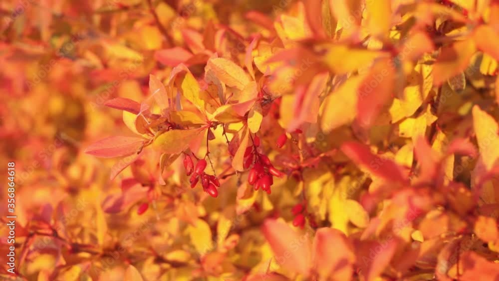 Berberis vulgaris, branch with natural fresh ripe red berries background, close-up selective focus, autumn Berberis vulgaris, branch with natural fresh ripe red berries background, close-up selective focus, autumn