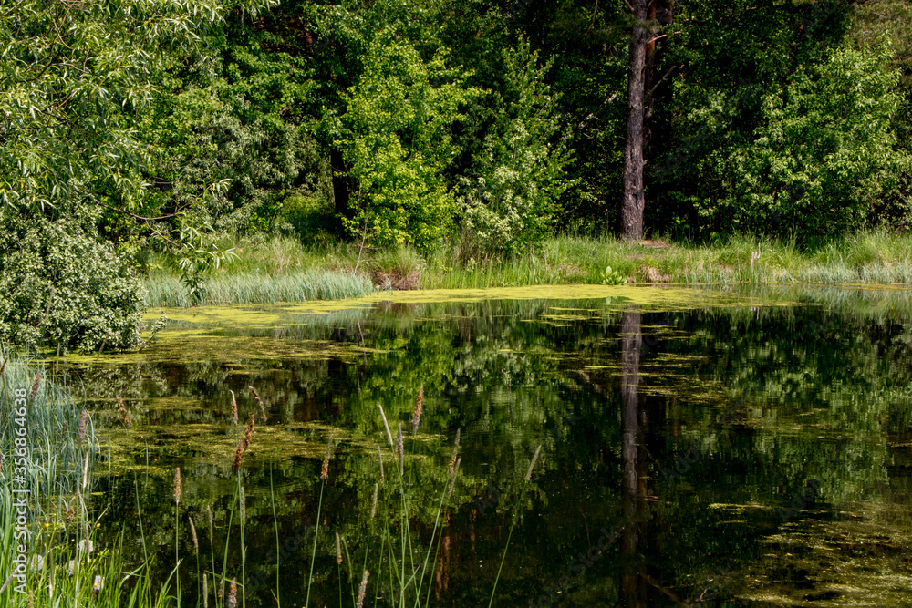 Forest lake shore landscape in sunny day. Summer forest lake shore panorama. Forest lake shore view. Forest lake shore landscape in sunny day. Summer forest lake shore panorama. Forest lake shore view.