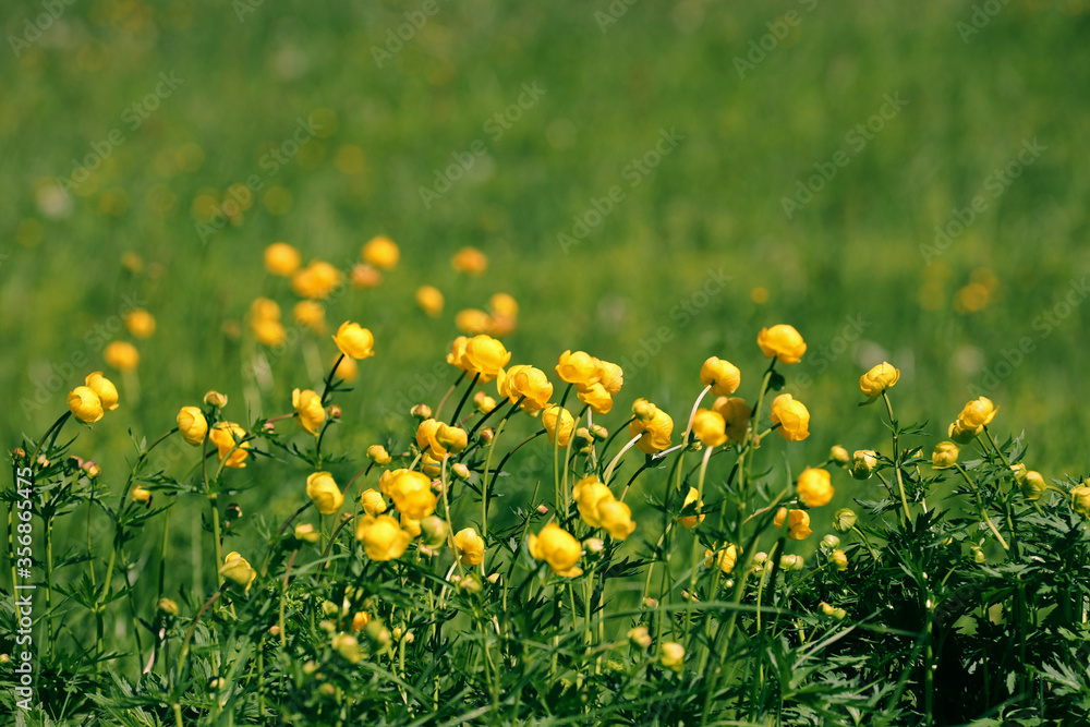 Trollblume Trollblume