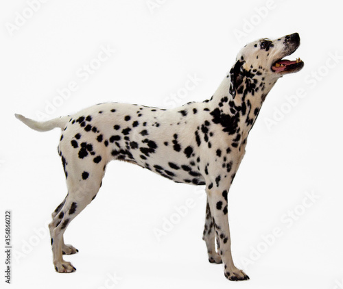 Adult Dalmatian Standing on White Background isolated