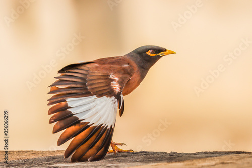 A common myna stretching its wings photo