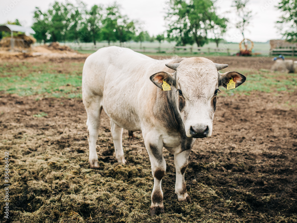 breed of Argentine bull reared for meat breed of Argentine bull reared for meat