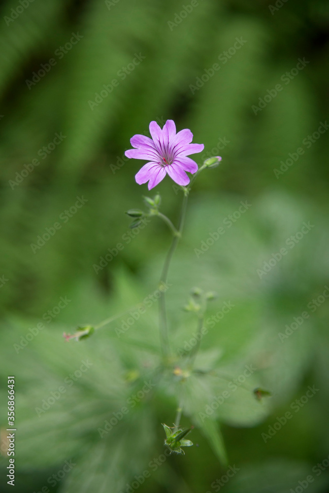 Geranium sylvaticum in the nature Geranium sylvaticum in the nature