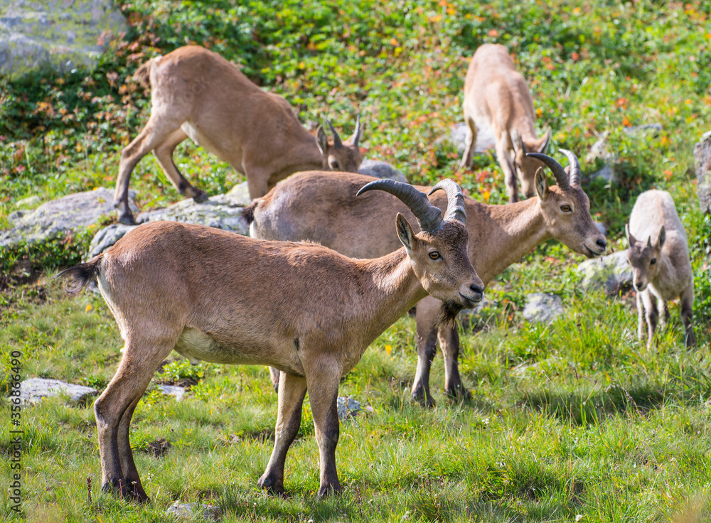 Caucasian mountain goats